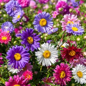 Reine-Marguerite Simple Variée